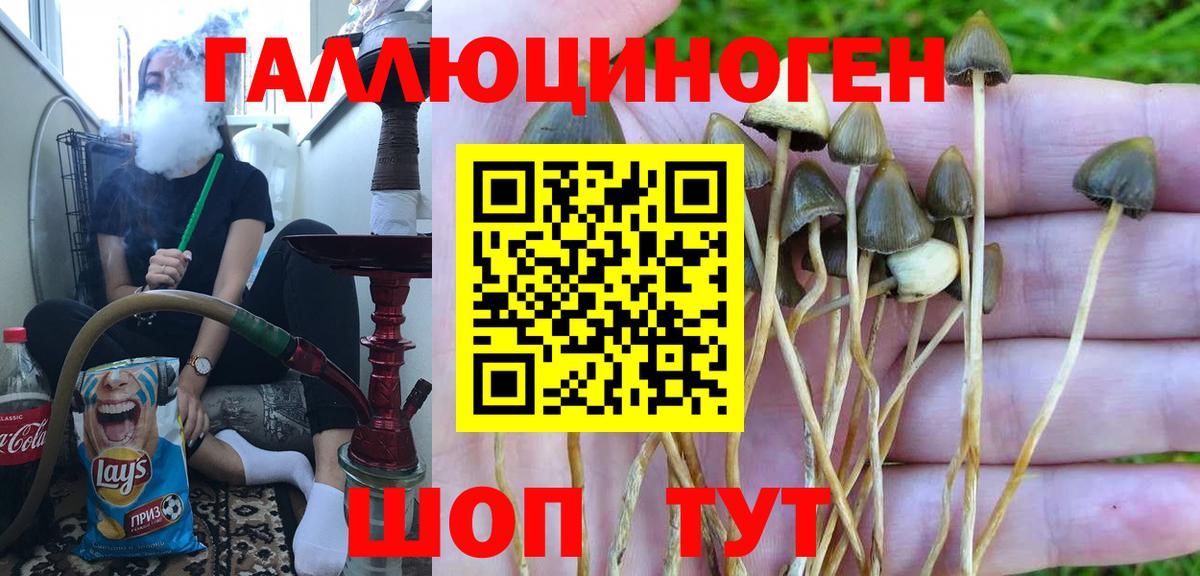 Псилоцибиновые грибы Psilocybine cubensis Дмитров